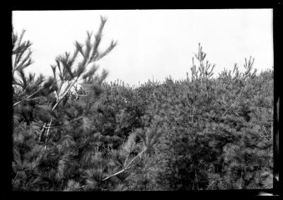 Ten year old white pine plantation on T.C. Laltun's preserve