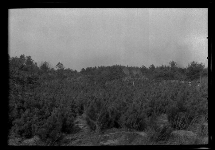 Six year old red pine on T.C. Laltun's preserve