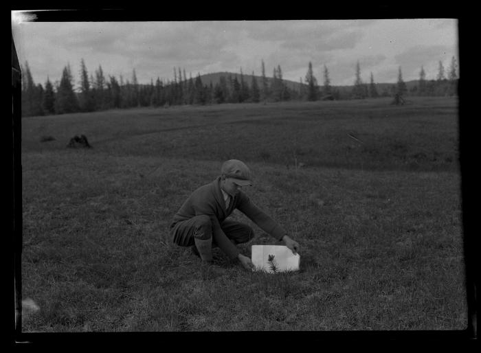 Unidentified man holds a piece of paper up behind a young pine tree