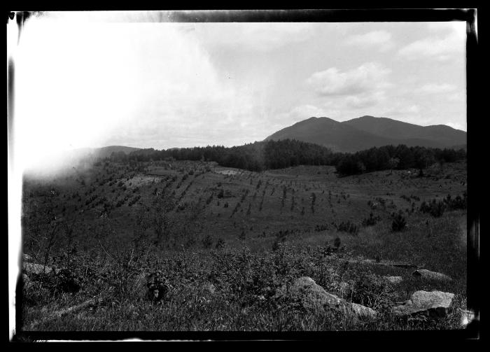 Axton, young red pine plantation in foreground, older Scotch plantation in background