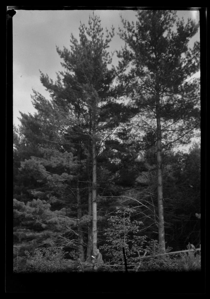 Sixty year old white pine, Remington lot, Chestertown