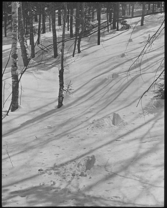 Tracks of Jumping Deer in Snow. John Burnham's deer park, Willsboro, N. Y.