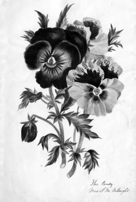 Opal patient newsletter - Patient Drawing of the Pansy