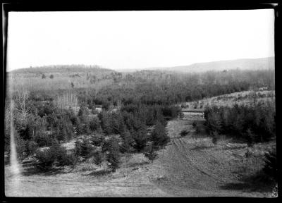 2 year old Jack pine in the foreground, 11 year old Scotch pine in background, 150 acres, Ashokan Reservoir