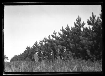 Little Falls municipal forest white pine plantation planted 1920