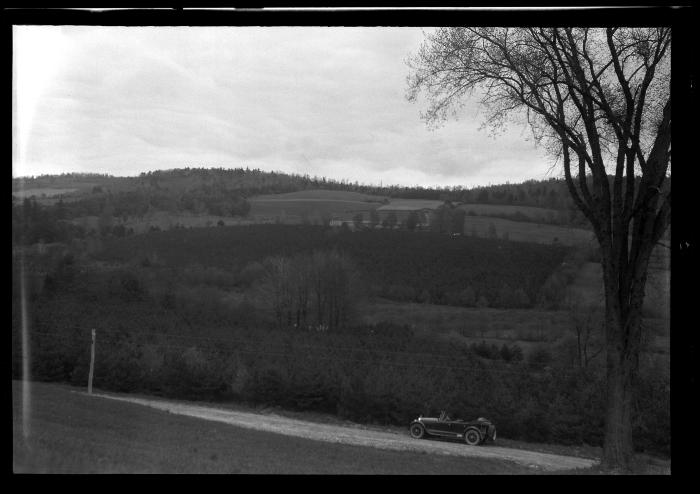 Scotch pine plantation, Oneonta watershed