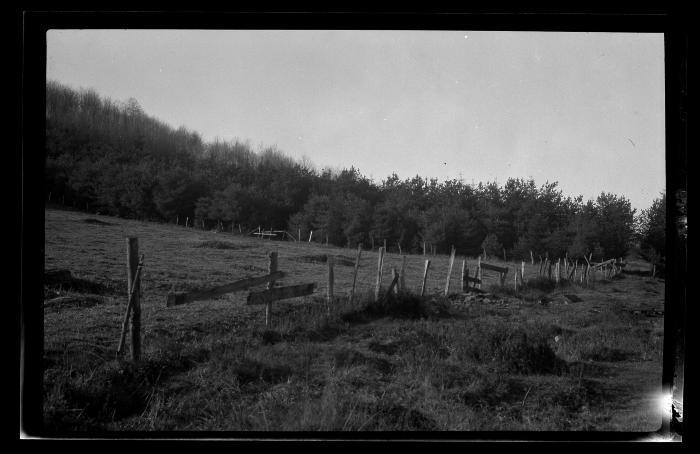 Plantation Scotch and White Pine 14-16 years old, Hoog farm, Livingston Manor