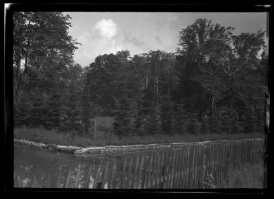 Cortland watershed forest Norway spruce 9 yrs. old on watershed