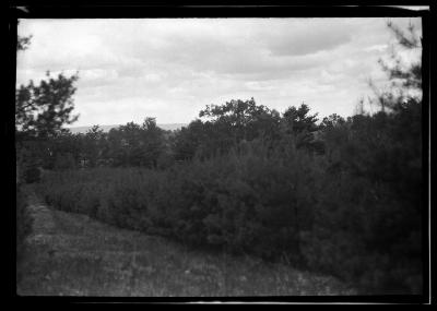 Cortland watershed forest