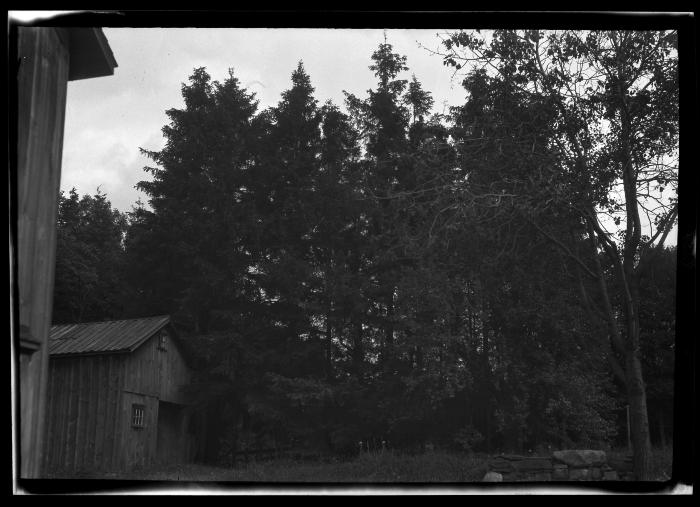 Norway spruce plantation on the farm of Stoors A. Barrows, Groton, Tompkins County, 45 years old, planted in 1882