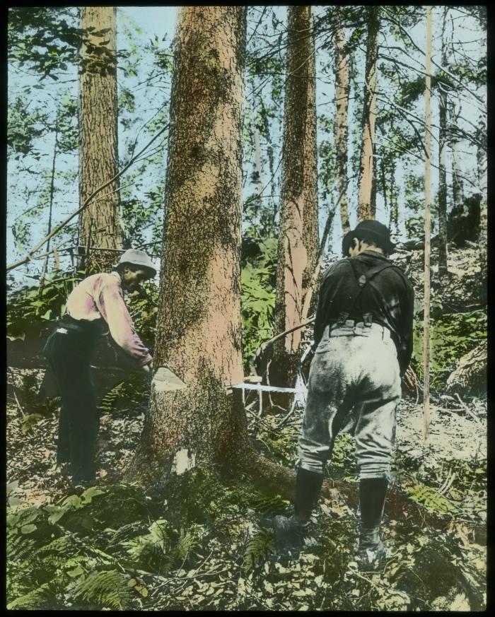 Felling a Large Spruce Tree