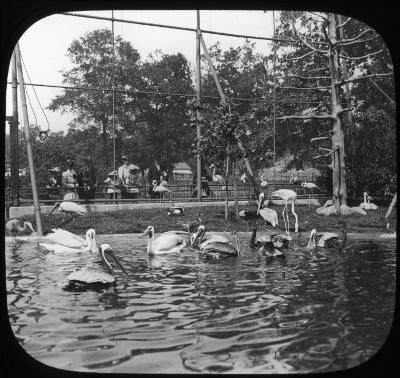 New York. New York City. Bronx Park, zoological gardens, aviary