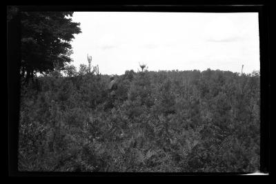 American legion forest, town of Ohio, Herkimer County