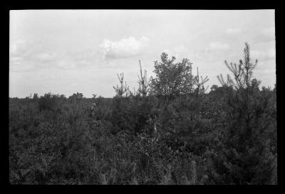 American Legion forest, town of Ohio, Herkimer County