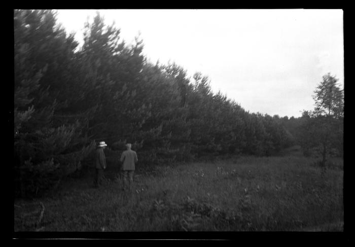 Carthage watershed forest