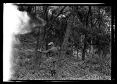 Unidentified man inspects Black Locust at a Wyoming County plantation