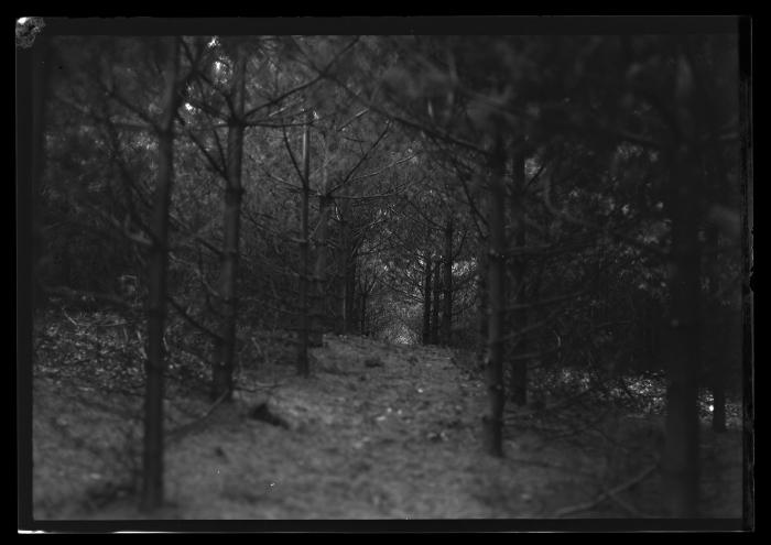 14-year-old white pine plantation, Genesee County Poor farm