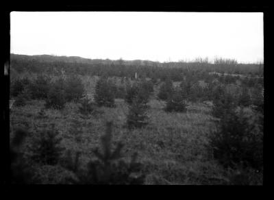 Young pines at the Watson School Forest in Lewis County, N.Y.