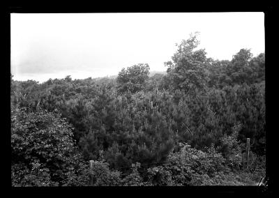 Scotch pine plantation, Seven Springs Country Club, Batavia, N.Y.