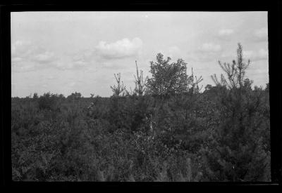 American Legion forest, town of Ohio, Herkimer County