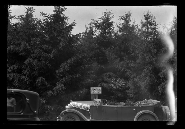 Signs reading "City of Rochester white pine and Norway spruce, planted 1911" and "Western N.Y., forestry tour"