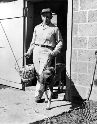 Unidentified photo of farmer carrying basket of eggs with seeing-eye dog.