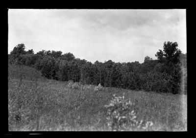 Scotch pine plantation, Seven Springs Country Club, Batavia, N.Y.