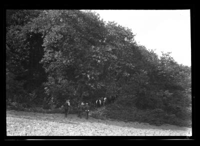 16 year old black locust plantation, near Warsaw, James Keogh farm