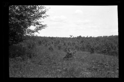 Pine plantations at the American Legion forest near Ohio, N.Y.