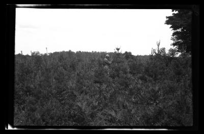 Unidentified man inspects young pine at the American Legion forest in Herkimer County, N.Y.