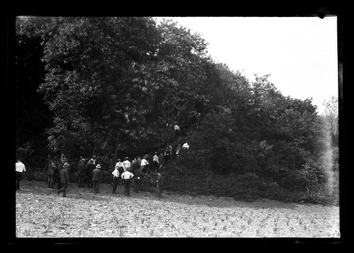 16 year old black locust plantation, near Warsaw, James Keogh farm