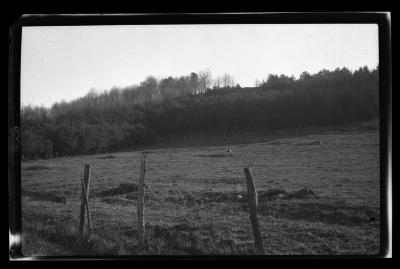 Plantation S and WP 14-16 years old, Hoog farm, Livingston Manor