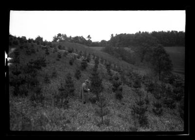 White pine plantation near Ithaca