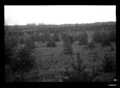 Young pines at the Watson School Forest in Lewis County, N.Y.