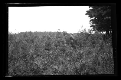 American Legion forest, town of Ohio, Herkimer County