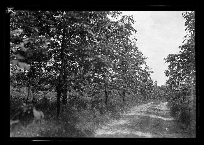 14-year-old white ash plantation, Genesee County Poor farm