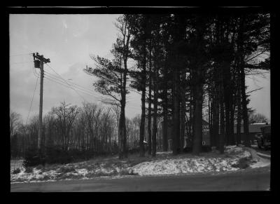 Pine trees used as a windbreak at the Pine Grove Dairy Farm in Duanesburg, N.Y.