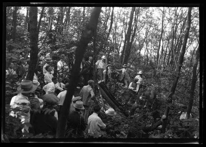 Posts cut from 16-year-old black locust plantation, near Warsaw, James Keogh farm