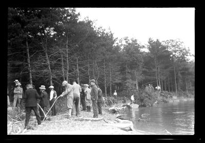 White pine plantation, Hemlock Lake, badly weeviled