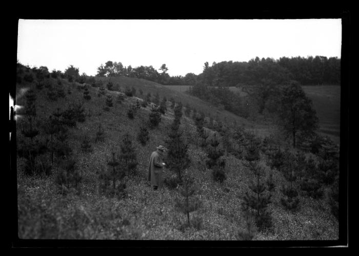 White pine plantation near Ithaca