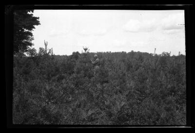 Unidentified man inspects young pine trees at the American Legion forest outside Ohio, N.Y.