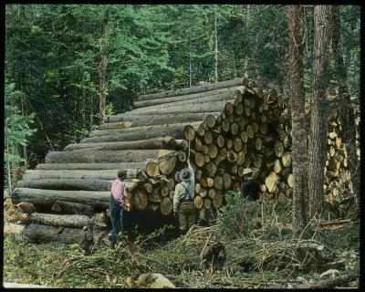 Scaling Unpeeled Spruce on Skidway