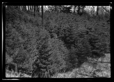 White pine, Hyde Park, Governor Roosevelt's estate