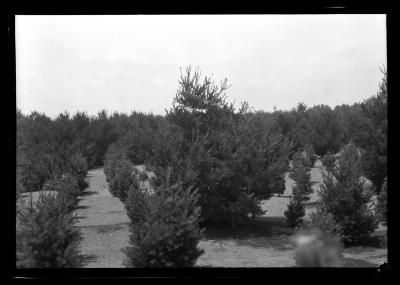 Rows of young pine at the Carthage watershed forest in Carthage, N.Y.