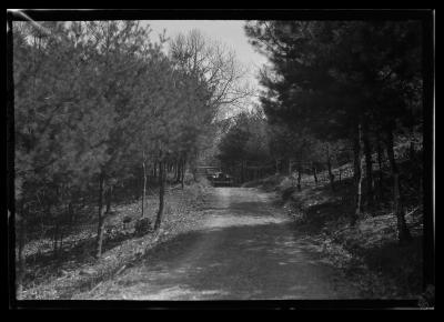 White pine plantation on road on Governor Roosevelt's estate