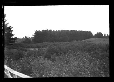 Pine grove near Croghan about 100 yrs. old
