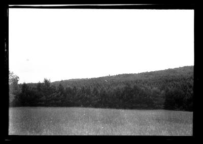Carthage watershed forest
