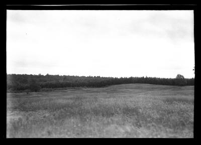 Carthage watershed forest