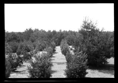 Rows of young pine at the Carthage watershed forest in Carthage, N.Y.