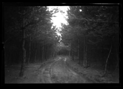14 yr. old Scotch pine plantation, Carthage watershed forest